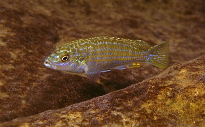 Labidochromis joanjohnsonae 'Likoma Island'